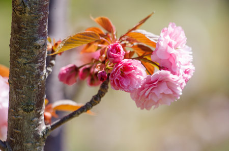 A tree with pink flowers is shown in the image. The flowers are small and pink in color, and they are arranged in a way that they are hanging from the tree branch. The branch itself is brownの写真素材