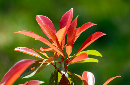 A beautiful plant with red and green leaves is growing in a lush green field. The leaves are vibrant and full, giving the plant a healthy and lively appearance. The field is filled with other plantsの写真素材