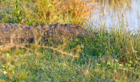 A crocodile is laying in the grass near a body of water. The scene is peaceful and serene, with the crocodile blending in with its surroundingsの写真素材