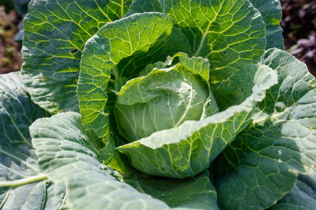 A large green head of cabbage with a small white flower in the center. The flower is surrounded by the leaves of the cabbageの写真素材