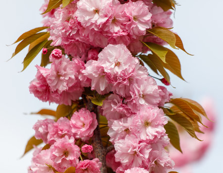 Pink sakura flowers in nature.の写真素材