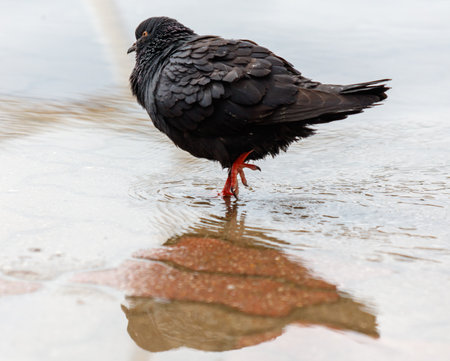 A pigeon is standing in a puddle of water. The reflection of the bird is visible in the waterの写真素材