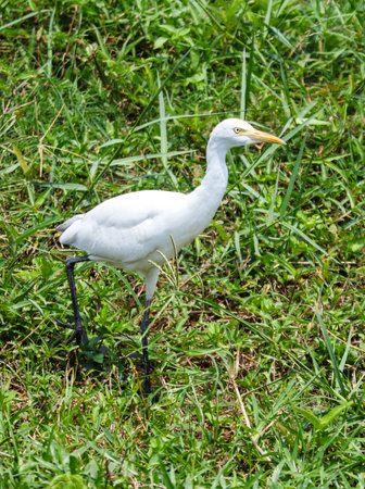 A white bird with a long neck is standing in a grassy field. The bird is looking to the rightの写真素材