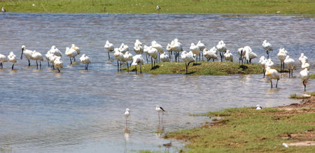 A flock of birds are standing in the water. The birds are white and are scattered throughout the waterの写真素材