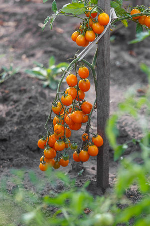 A bunch of orange tomatoes hanging from a wooden post. The image has a warm and inviting mood, with the bright orange color of the tomatoes and the lush green leaves surrounding themの写真素材