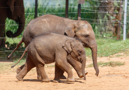Two baby elephants walking together in a zoo. The baby elephants are walking on a dirt pathの写真素材