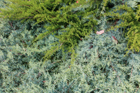 A green bush with leaves and a brown leaf on the ground. The bush is surrounded by other bushes and treesの写真素材