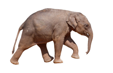 A baby elephant walking on a white background. The elephant is small and cute. Concept of innocence and wonderの写真素材