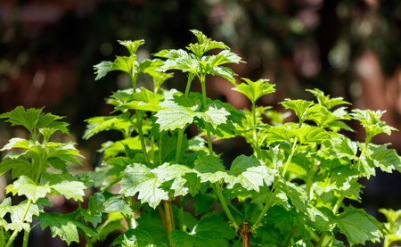 A bunch of green leaves with some brown spots scattered throughout. The leaves are lush and vibrant, but the brown spots add a touch of contrast and depth to the overall appearanceの写真素材