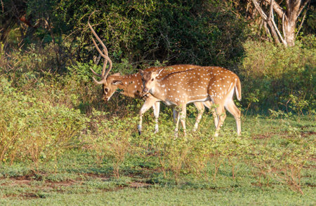 Two deer are walking through a field of grass. One deer has antlers. The other deer is smallerの写真素材
