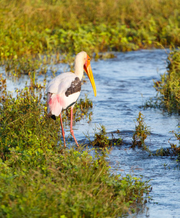 A bird with a long beak stands in a body of water. The bird is white and pink, with a yellow beak. The water is calm and clear, and the bird is surrounded by grass. The scene is peaceful and sereneの写真素材