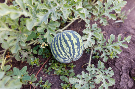 A small watermelon is sitting on the ground in a garden. The garden is full of green plants and the watermelon is surrounded by leavesの写真素材