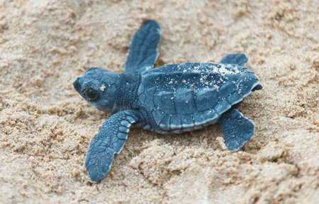 A turtle hatched from an egg crawls along the sand towards the ocean.の写真素材