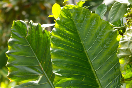 A leafy green plant with a leafy green leaf. The leaf is large and has a shiny surfaceの写真素材