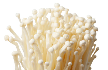 A bunch of white mushrooms with a white background. The mushrooms are clustered together and have a pointy shapeの写真素材