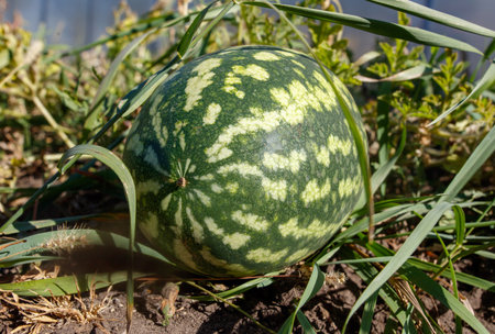 A green and white watermelon is sitting on the ground. The watermelon is surrounded by grass and weedsの写真素材