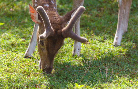 A deer is eating grass in a field. The grass is green and the deer is brownの写真素材
