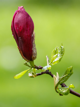 A flower with a droplet of water on it. The flower is red and is on a green stemの写真素材