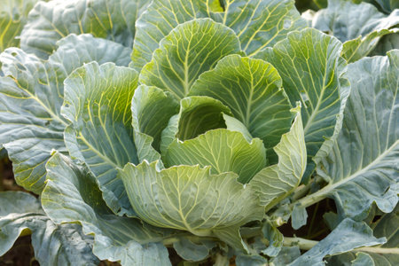 A large head of green cabbage with many leaves is displayed. The leaves are vibrant and fresh, giving the cabbage a healthy and inviting appearanceの写真素材
