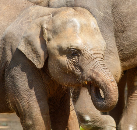 A baby elephant is eating grass. The elephant is small and has a wrinkled trunk. The elephant is surrounded by other elephants, but it is the main focus of the imageの写真素材