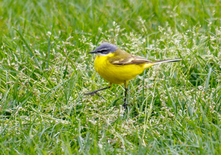 A yellow bird is walking through a field of grass. The bird is small and has a gray head. The grass is tall and green, and the bird is standing in the middle of itの写真素材