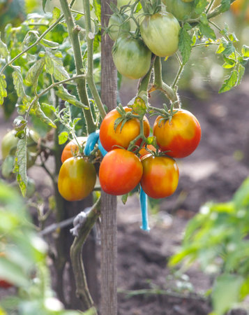 A bunch of red tomatoes hanging from a plant. The tomatoes are ripe and ready to be pickedの写真素材