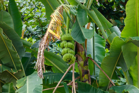 A bunch of bananas hanging from a tree. The bananas are green and are not ripe yet. The tree is lush and green, and the bananas are growing in the middle of the treeの写真素材