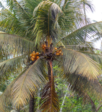 A palm tree with a few coconuts on it. The coconuts are green and yellowの写真素材