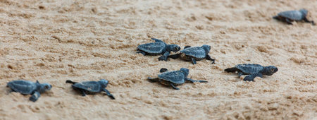 The turtles hatch from their eggs and crawl along the sand towards the ocean.の写真素材