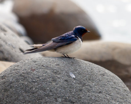 A small bird is perched on a rock. The bird is brown and white in color. The rock is large and gray in colorの写真素材
