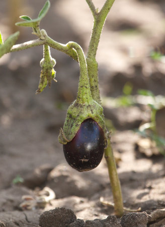 A black eggplant is growing on a plant. The plant is surrounded by dirt and the eggplant is hanging from the stemの写真素材
