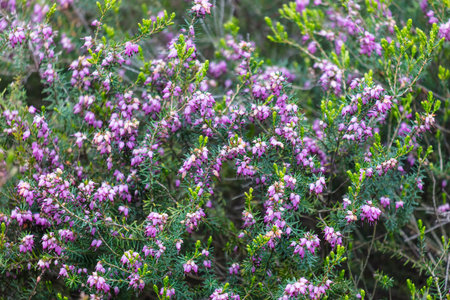 A field of purple flowers with green leaves. The field is full of flowers and the flowers are in full bloomの写真素材