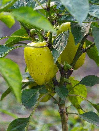 Three yellow peppers are growing on a plant. The peppers are green and yellow, and they are growing on a stemの写真素材