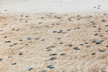 The turtles hatch from their eggs and crawl along the sand towards the ocean.の写真素材