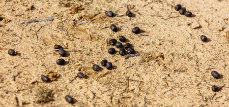 A bunch of black objects on the ground. The objects are scattered all over the groundの写真素材
