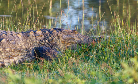 A crocodile is laying in the grass by a body of water. The scene is peaceful and serene, with the sun shining down on the grass and the water reflecting the lightの写真素材