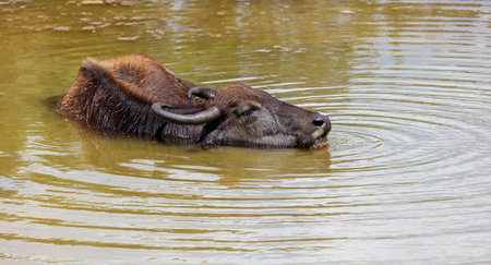 A brown cow is swimming in a pond. The water is murky and the cow is laying on its backの写真素材