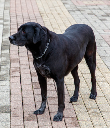 A black dog is standing on a brick walkway. The dog is wearing a collar and he is looking at the cameraの写真素材