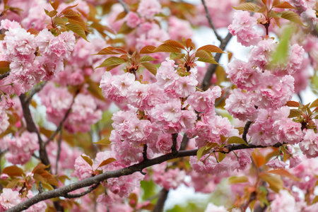 Pink sakura flowers in nature.の写真素材