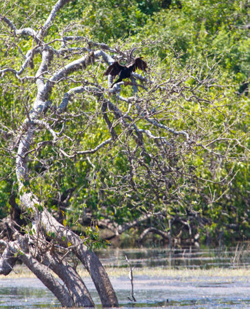 A bird is perched on a tree branch. The tree is surrounded by a lush green forest. The bird is black and has a wingspanの写真素材