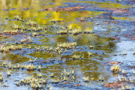 A pond with a lot of grass and weeds in it. The water is murky and the grass is wetの写真素材