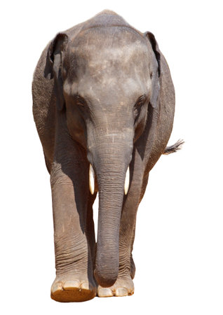 A large elephant is walking across a white background. The elephant is the main focus of the image, and it is moving with purpose. The white background emphasizes the elephant's size and presenceの写真素材
