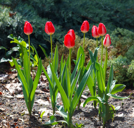 A group of red tulips are in a garden. The flowers are in full bloom and are surrounded by green leaves. The scene is peaceful and sereneの写真素材