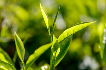 Close-up of bright green colored green Ceylon tea leaves. The leaves are full and healthy, and the plant is thriving.の写真素材