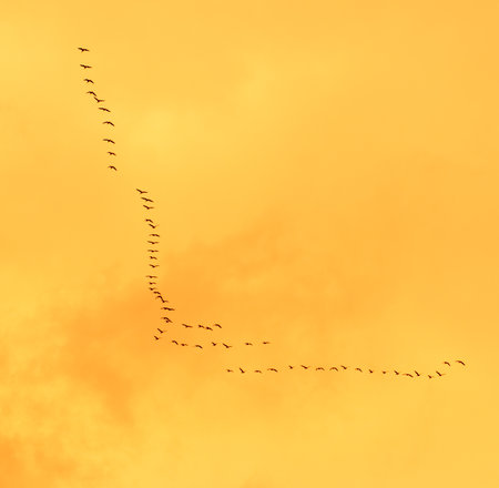A flock of birds flying in a line across a yellow sky. The birds are in various positions, some are closer to the top of the image, while others are lower downの写真素材