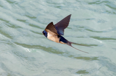 A swallow bird flies over the water. The bird is small and has a black tail. The water is calm and clean.の写真素材