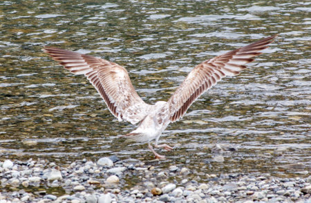 A seagull bird in flight over water.の写真素材