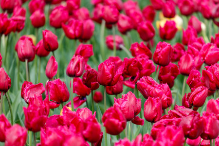 A field of red flowers with dew on them. The flowers are in full bloom and are arranged in a neat row. Concept of beauty and tranquility, as the flowers are a vibrant and calming sightの写真素材