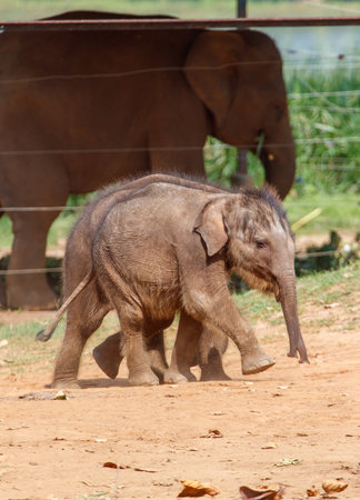 A baby elephant is walking in a dirt field with two other elephants behind it. The baby elephant is the only one that is visible in the imageの写真素材