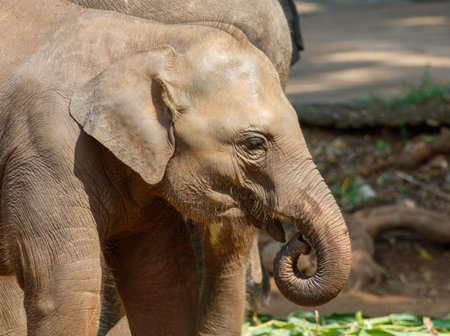 A baby elephant is eating some grass. The elephant is small and cute. The grass is green and freshの写真素材